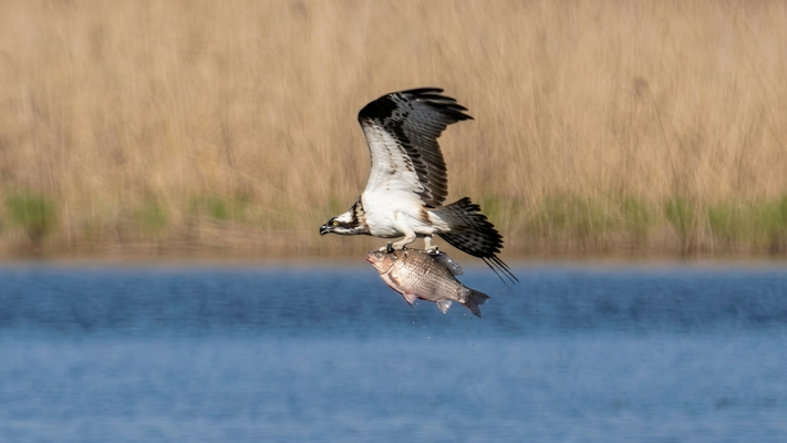 fischadler - naturgetreue wildlife fotografie berlin brandenburg mit sven budberg.