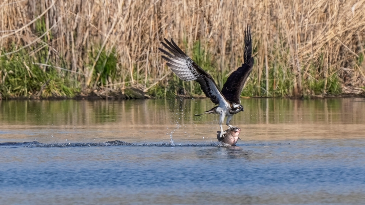 fischadler - naturgetreue wildlife fotografie berlin brandenburg mit sven budberg.