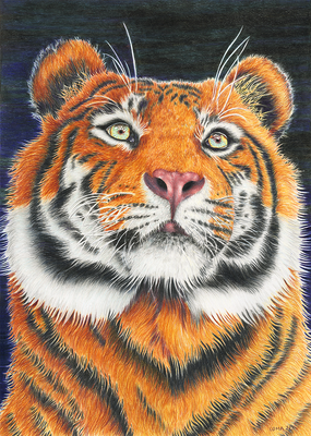 Tigre, crayons de couleur, A3, 2022