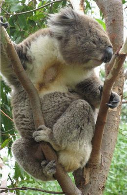 Koala's heerlijk in de vrije natuur.