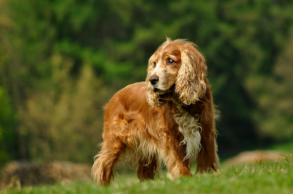 handgefilztes Hundeportrait stehend auf Wiese aus Wolle realistisch