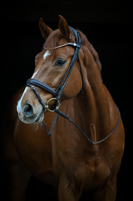 Qoquin d'Aveline CH