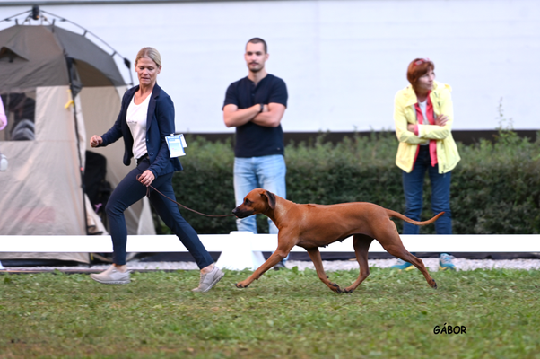 Ivie im Ehrenring