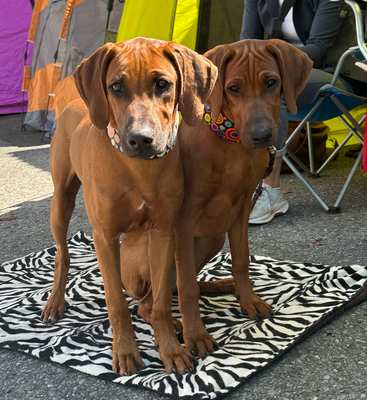 Jala und Jamba