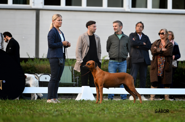 Ivie im Ehrenring