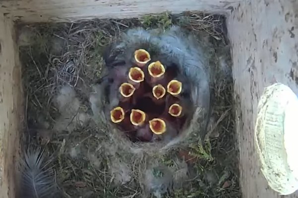 Zehn kleine Blaumeisen am 28.04.2023 (Foto: H. Budig)