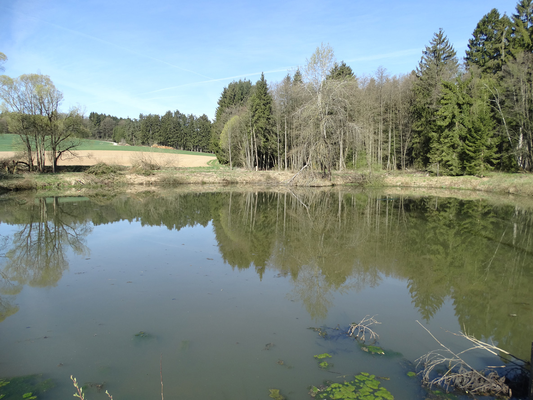 Der Östliche der beiden großen Teiche im Frühjahr 2015