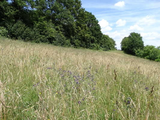 LBV-Wiesenfläche am Sulzbürg im Frühsommeraspekt