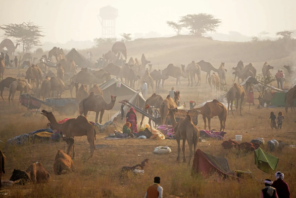 Herders, Pushkar, India. Imanshu Sharma