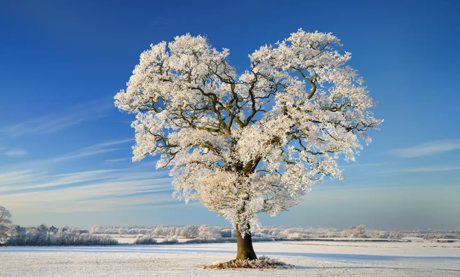Winter Wonder. Carl Godfrey/The Observer