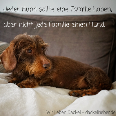 Zitate Dackelfieber
