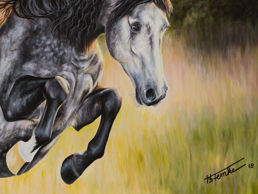 Lusitano Details Hintergrund