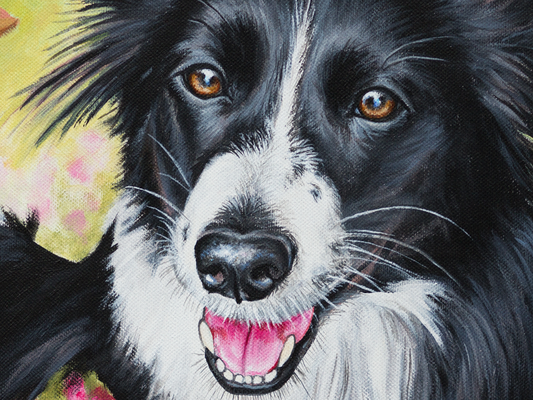 Border Collie Kopf Details
