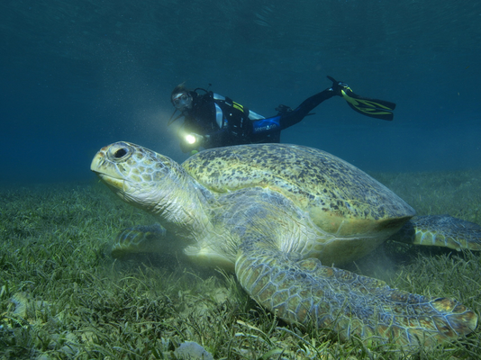 Suppenschildkröte, Hausriff,Safaga