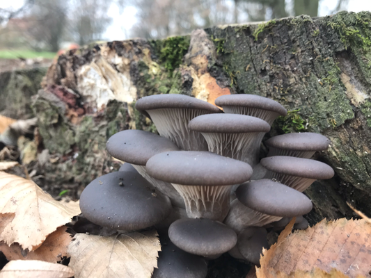 Pilz Blog Pilze Und Krauter In Straubing