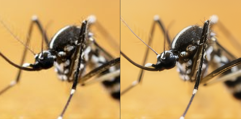 Impressionnante résolution boostée d'une petite image de moustique.