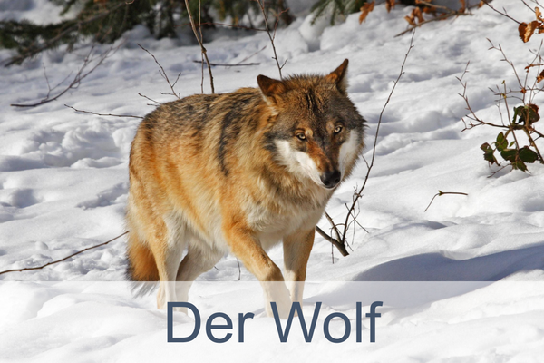 Der Wolf