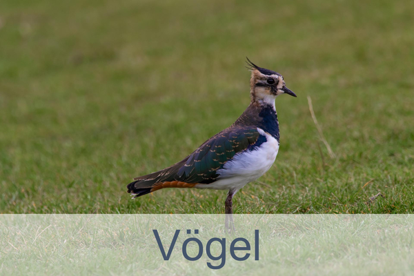Vögel