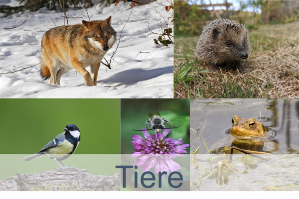 Tiere
