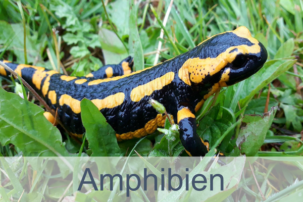 Amphibien
