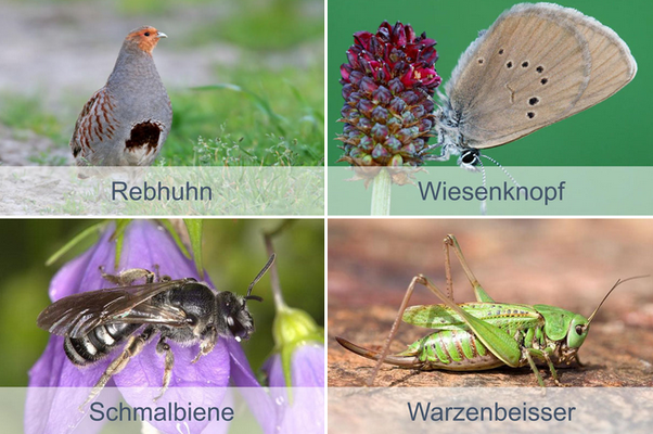 Tiere des Jahres 2026