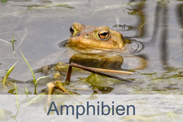 Amphibien