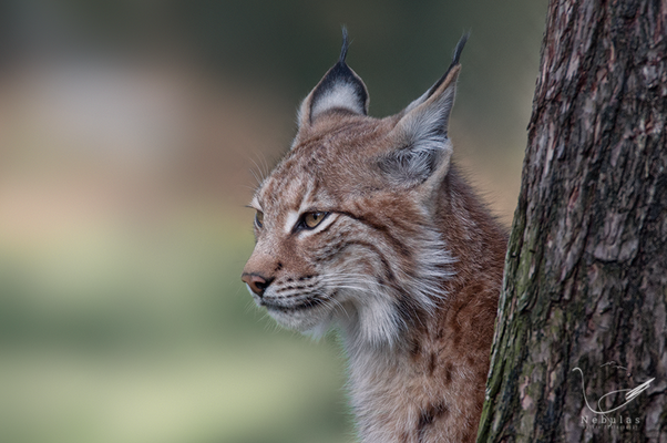 Eurasische Luchs - Nordluchs - Luchs - Lynx lynx