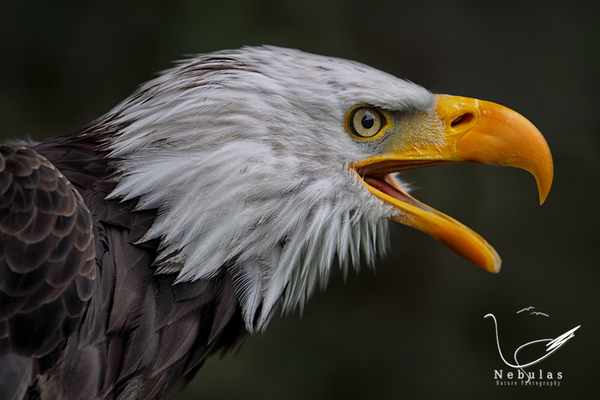 Weisskopfseeadler - Haliaeetus leucocephalus - American Eagle