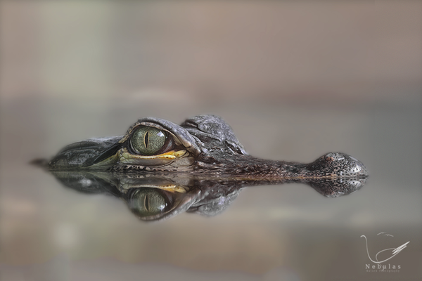 Mississippi-Alligator - Alligator mississippiensis - Hechtalligator 