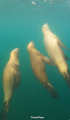Snorkelen met zeeleeuwen bij Punta Loma