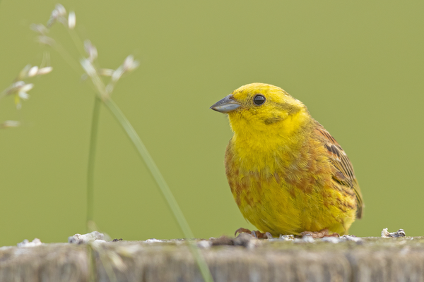 Goldammer (Emberiza citrinella)