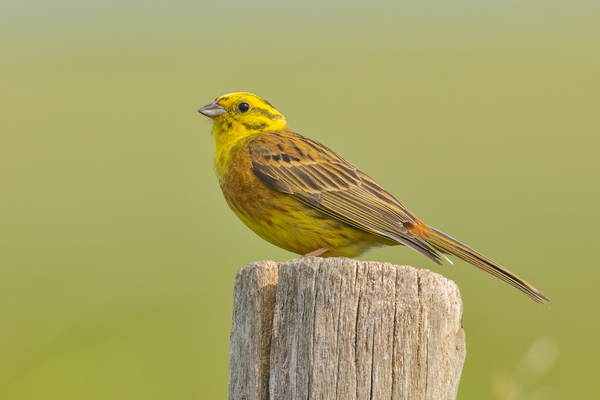 Goldammer (Emberiza citrinella)