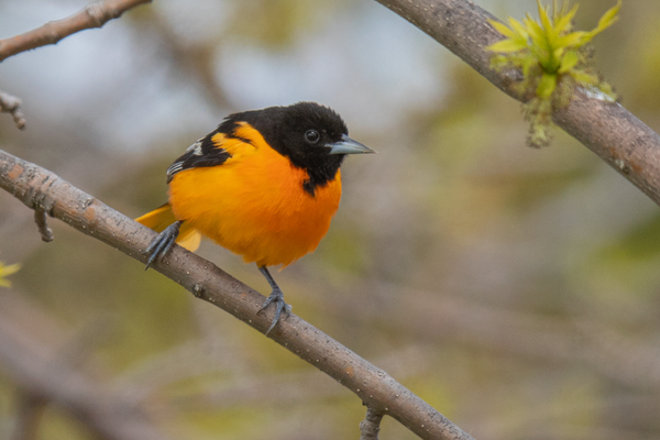 Baltimoretrupial (Icterus galbula), Männchen