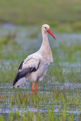 Weißstorch (Ciconia ciconia)