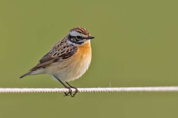 Männliches Braunkehlchen (Saxicola rubetra) auf einem Zaundraht.