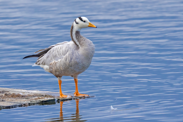 Streifengans (Anser indicus)