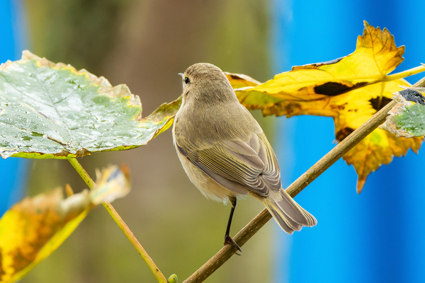 Taigazilpzalp (Phylloscopus collybita tristis) im Oktober auf Helgoland.