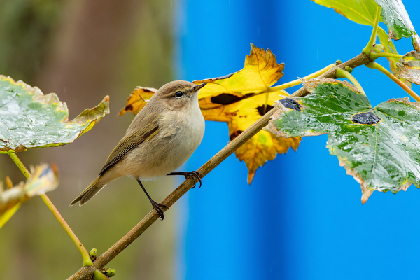 Taigazilpzalp (Phylloscopus collybita tristis) im Oktober auf Helgoland.