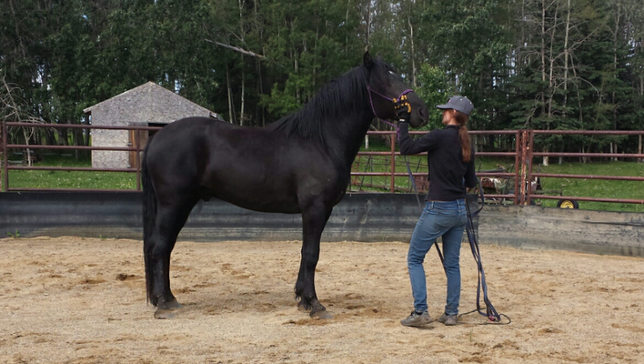 Beckett's Creek Yugo Beaumont - Canadian Horse Stallion at Stud