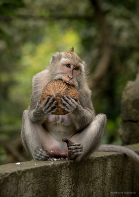 Makaken im Affenwald in Ubud, Bali