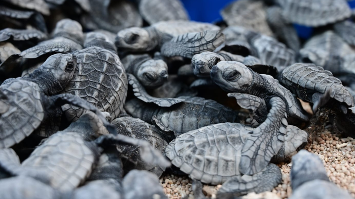 turtle hatchling season April to September 