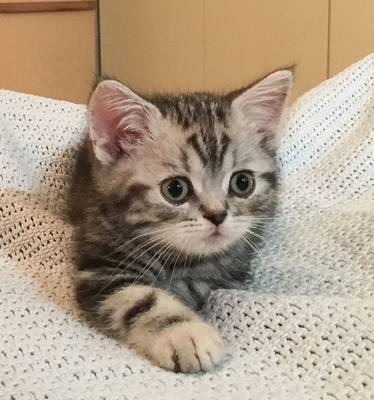 Kitten Tabbykittens Webseite