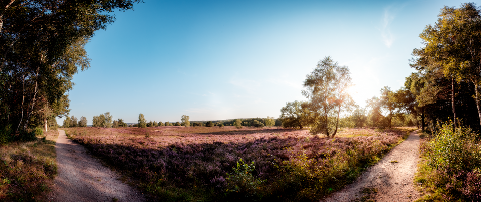 Heidepanorama am Wilseder Berg bei Undeloh in der Lüneburger Heide