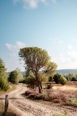 Wanderpfad in der Lüneburger Heide