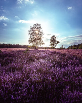 Heideblüte in der Oberoher Heide