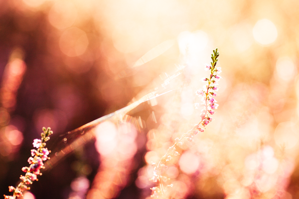 Heideblüte mit Spinnweben im Detail