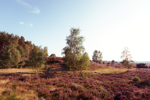 Heidelandschaft am Wilseder Berg bei Undeloh in der Lüneburger Heide