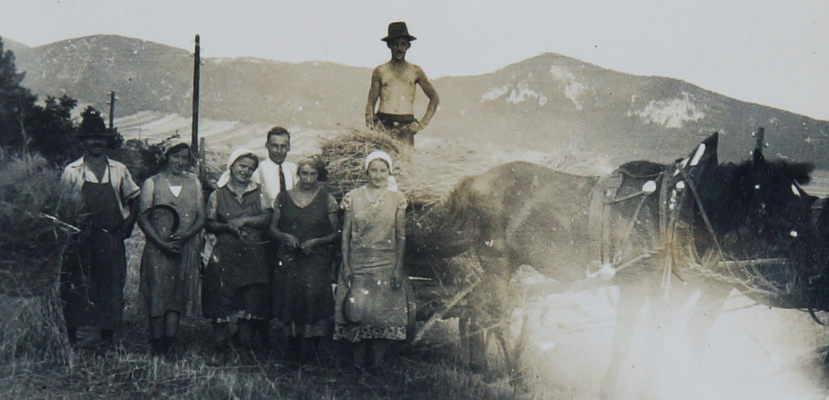 Stollhoferinnen bei der Ernte mit Sicheln und Pferdefuhrwerk