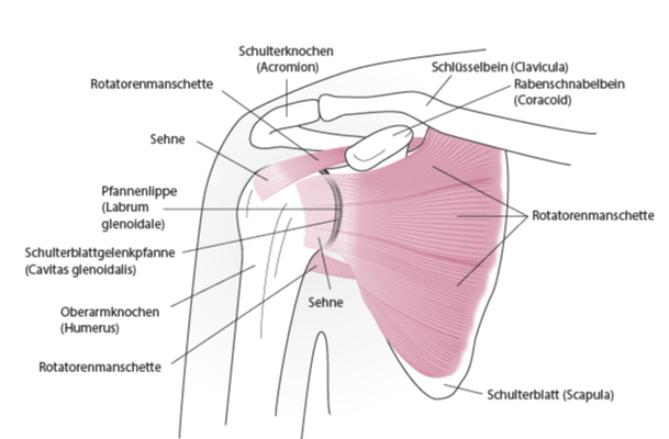 Quelle: https://www.msdmanuals.com/de/heim/verletzungen-und-vergiftung/sportverletzungen/schulterverletzungen