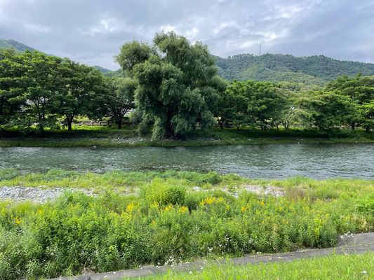 緑豊かな甲子川の河原（向定内町からの撮影）